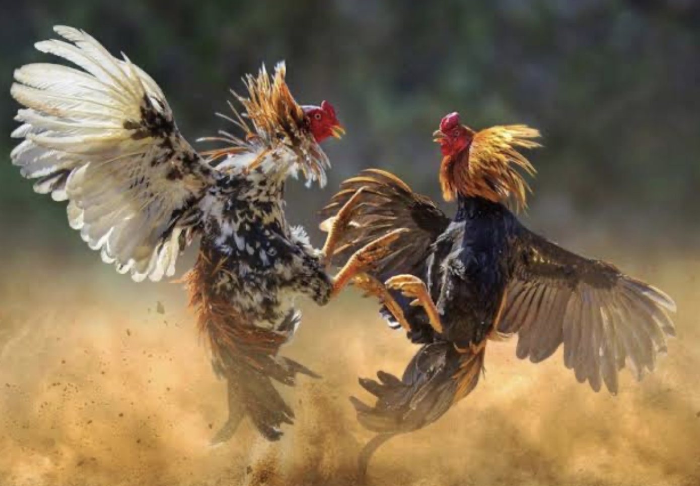 Tổng quan đá gà VF555