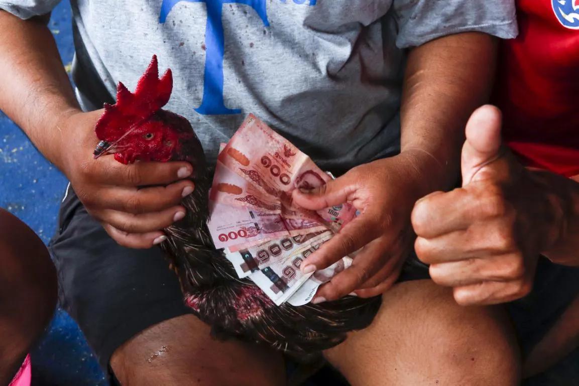 Kết luận về đá gà VF555