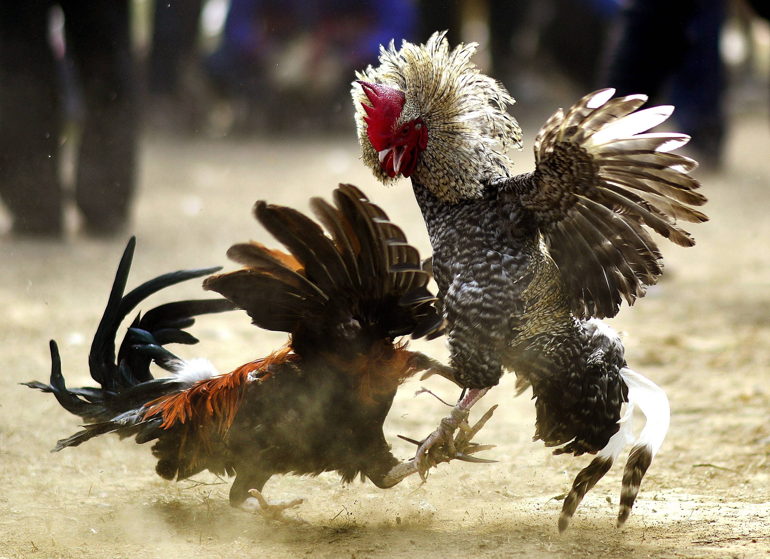 Kinh nghiệm cho kê thủ tại VF555